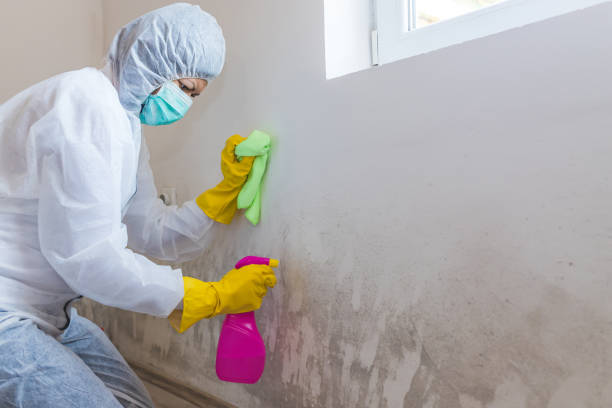 Best Comprehensive Air Testing for Mold Contaminants  in Hampton, IL